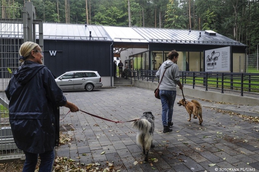 Bezpańskie zwierzęta z Sopotu trafiły już do nowego schroniska. "Sopotkowo" już działa [zdjęcia]