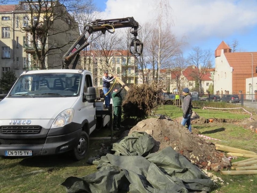 Wrocław: Inwestor uratował drzewa. Mógł wyciąć, przesadził (ZDJĘCIA)