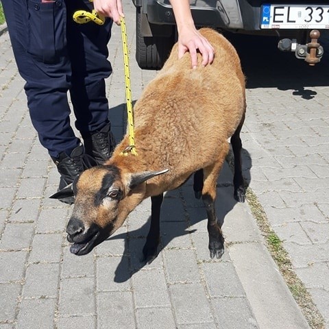 Animal Patrol w Łodzi podsumował działalność. Ponad 4 tys. interwencji