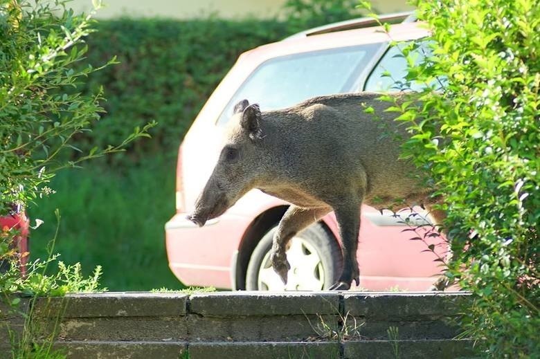 Mieszkańcy regularnie donoszą o dzikach w Zielonej Górze