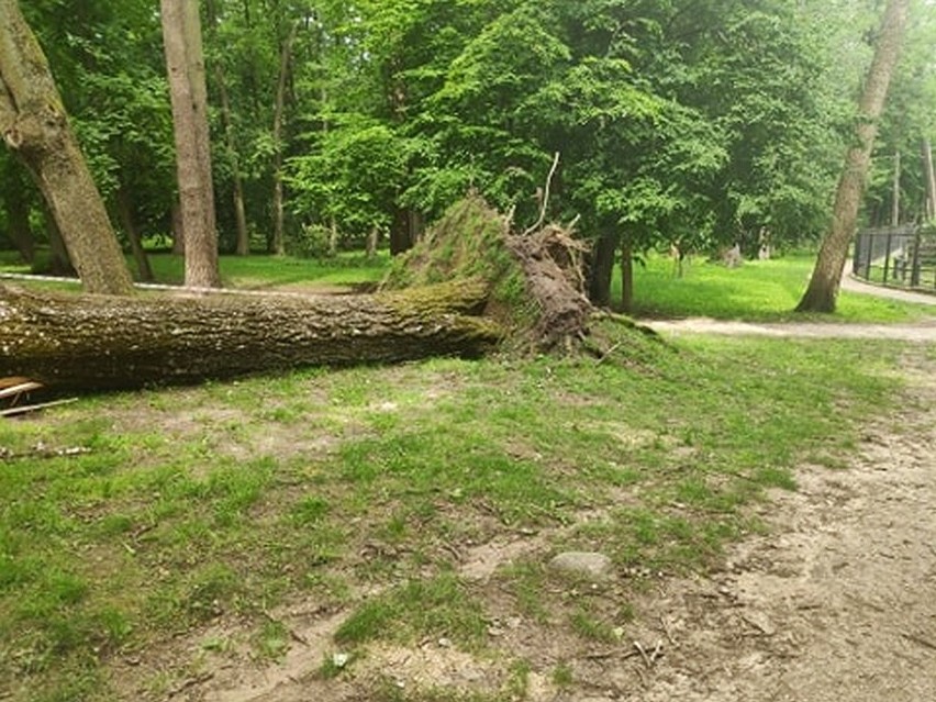 Akcent ZOO. Burza wywróciła potężną topolę