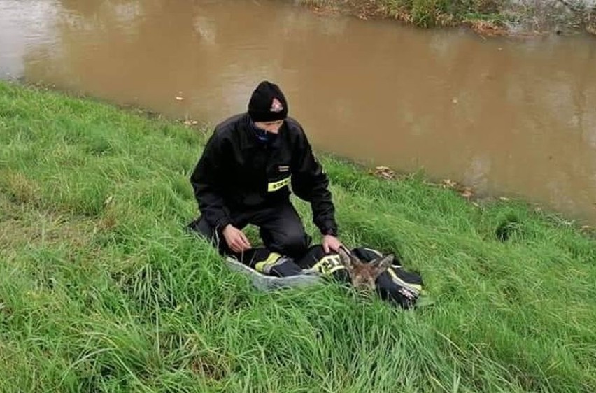 Mała sarenka uciekła przed powodzią. Uratowali ją strażacy