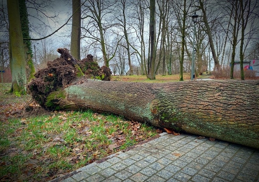 Przez wichurę dotkliwie ucierpiał między innymi park im....