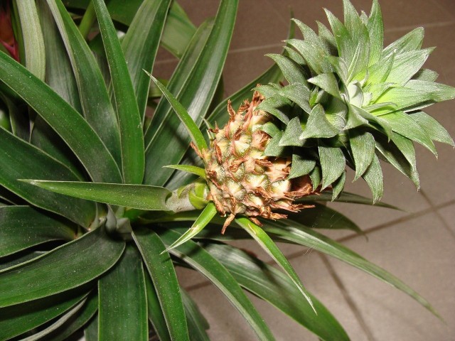 Ze względu na klimat ananasy nie wyrosną w naszym ogrodzie, ale z powodzeniem możemy uprawiać je w domu.