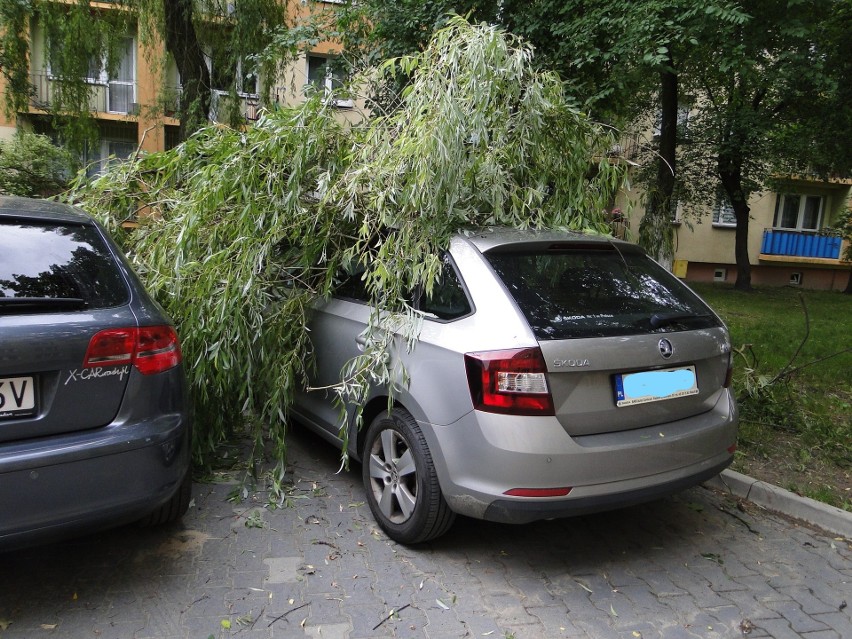 Wielki konar drzewa spadł w czwartek na zaparkowany samochód...