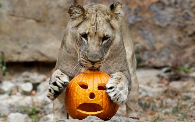 Halloween to nie tylko święto duchów. W ostatnią noc października dobrze bawią się nie tylko ludzie, ale również zwierzęta. Zobaczcie, jak ze swoich dyń cieszyli się mieszkańcy zoo.