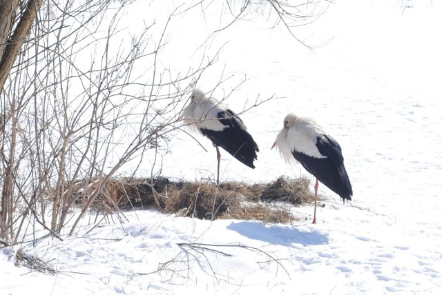 Mieszkańcy Janowa i Kolonii Dębiny podrzucili siano bocianom, by ptaki nie stały na śniegu.