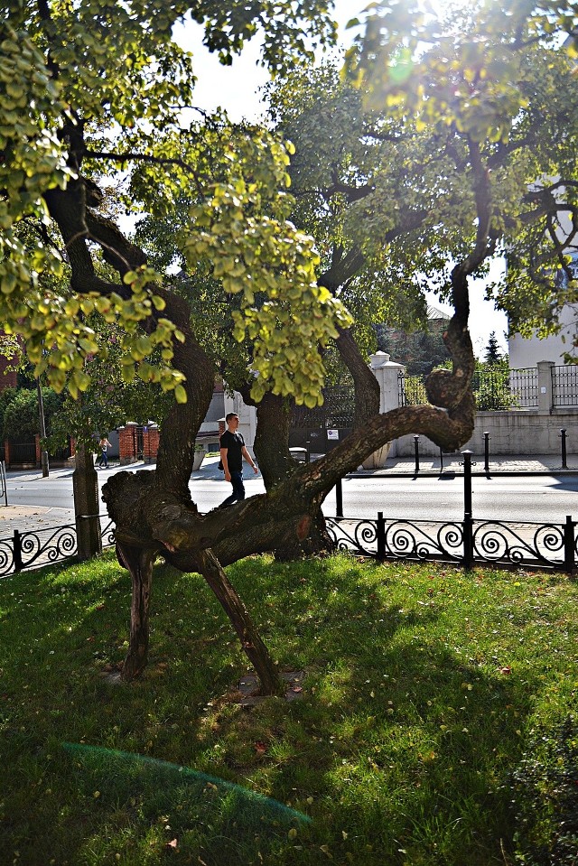 Jeden z dwóch szakłaków przy ulicy Bernardyńskiej. Wiek tych drzew szacowany jest nawet na 200 lat