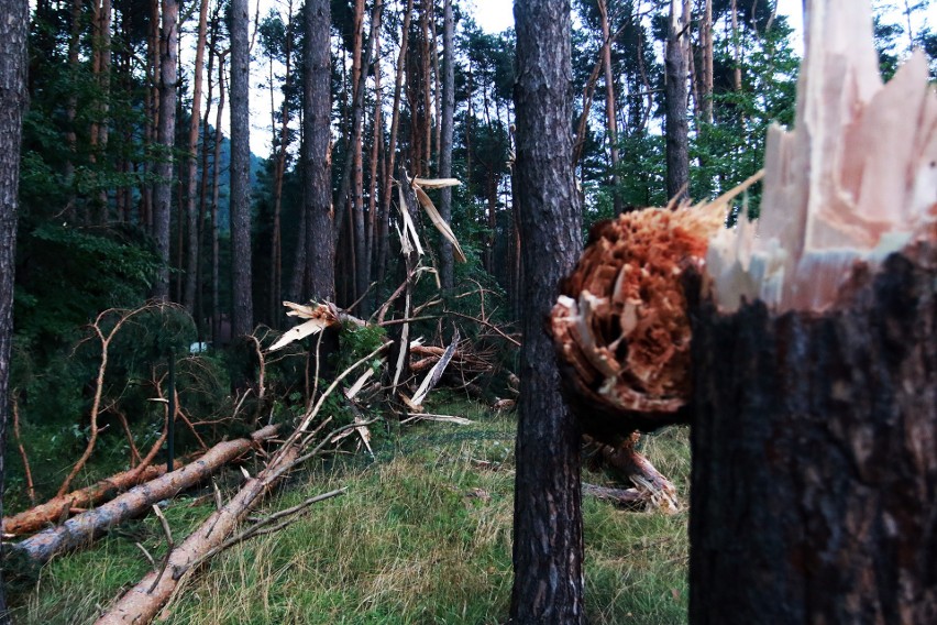 Piwniczna. 40 sekund horroru. Dobę po katakliźmie zniszczony las przeraża [ZDJĘCIA]