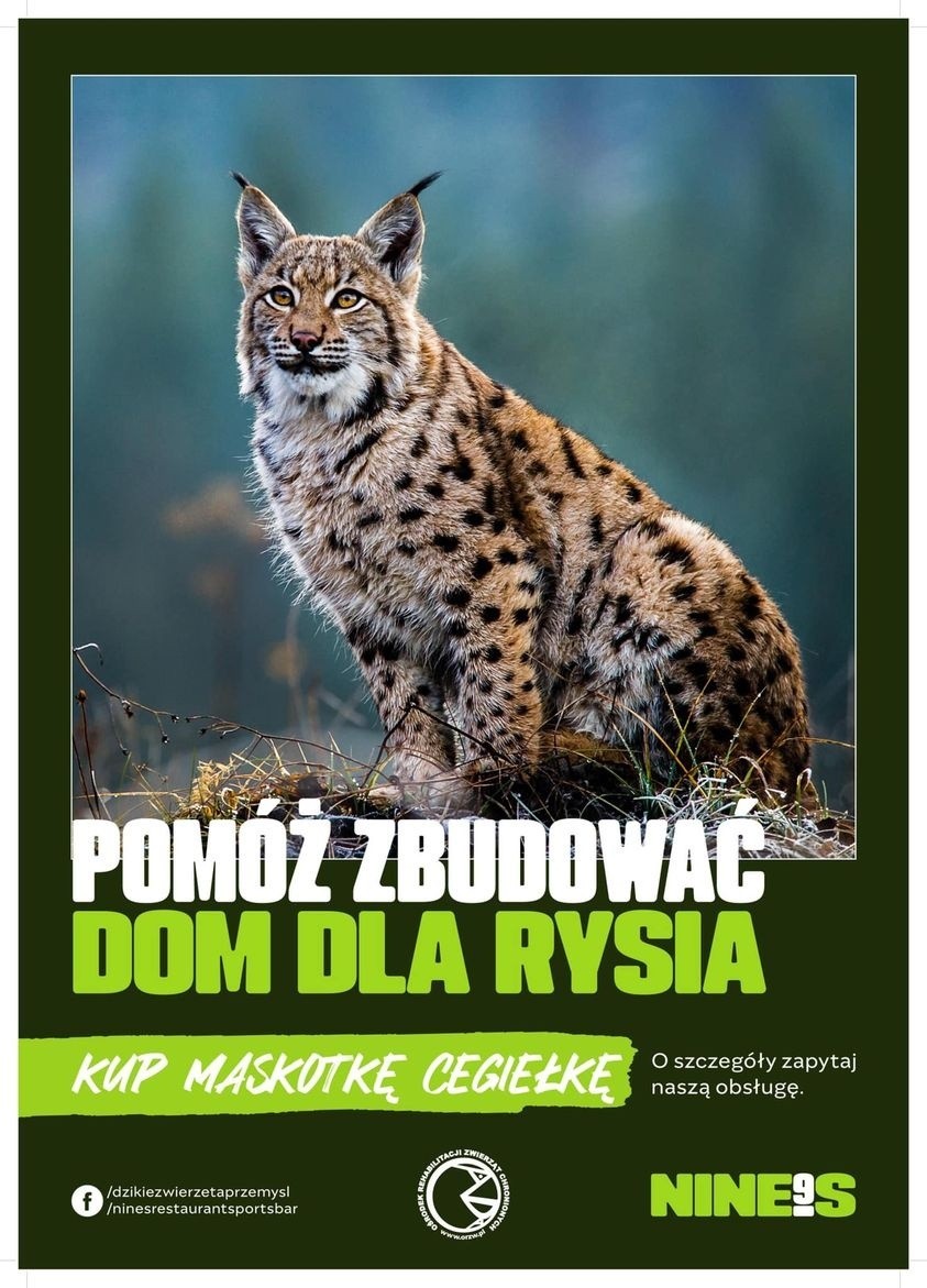 2500 pluszaków pomoże zbudować domek - pogotowie dla rysi w...