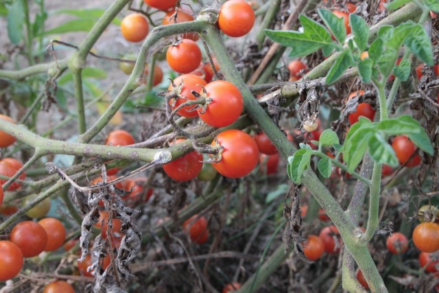 Pomidory są wrażliwe na wiele chorób. Dlatego trzeba zapewnić im odpowiednie warunki uprawy.