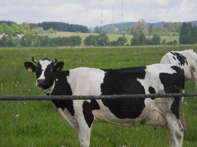 Zajmujesz się produkcją mleka? Ten konkurs jest dla ciebie.Na laury mogą liczyć nie tylko najwięksi producenci mleka, przewidziana jest również nagroda za największą wydajność mleka od krowy