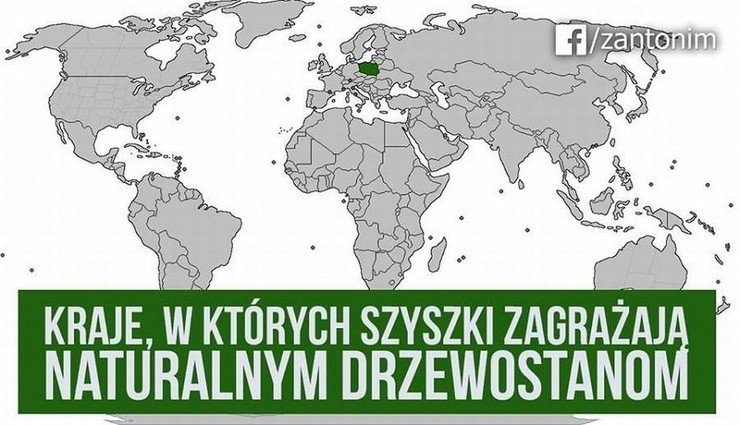 "Polska w trocinach". Internauci reagują na rzeź drzew