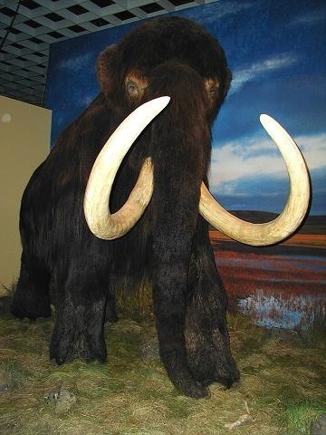 Mamut - rekonstrukcja