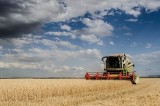 Żniwa. "Ile bierzecie za koszenie zboża", pyta rolnik rolników. Dyskusja jest gorąca