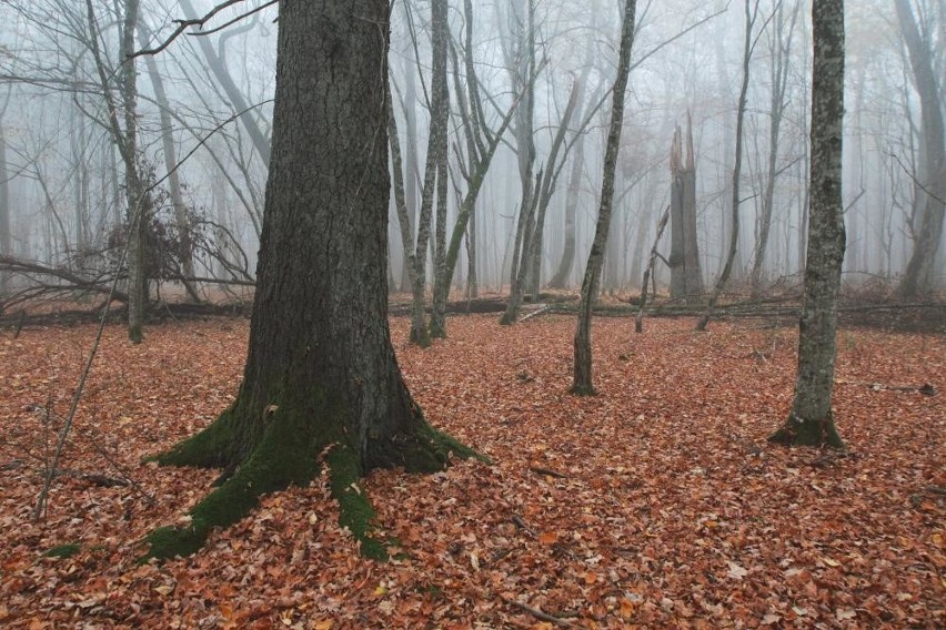 Tajemnicza podlaska puszcza. Zobacz niezwykłe zdjęcia z Nadleśnictwa Browsk