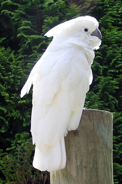 Kakadu biała.