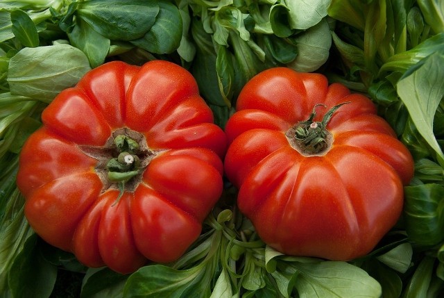 Pomidor to wyjątkowe warzywo, które należy do dość wymagających jeśli chodzi o uprawę. Potrzebują odpowiednich warunków czy nawet towarzystwa. Ale można je uprawiać nawet w domu. Jeśli dobrze zadbacie o pomidory nie pożałujecie. Zobaczcie na kolejnych zdjęciach jak zadbać o pomidory >>>