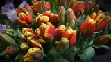 Tulipany od dewelopera. Dzisiaj w Rzeszowie akcja z okazji Dnia Kobiet
