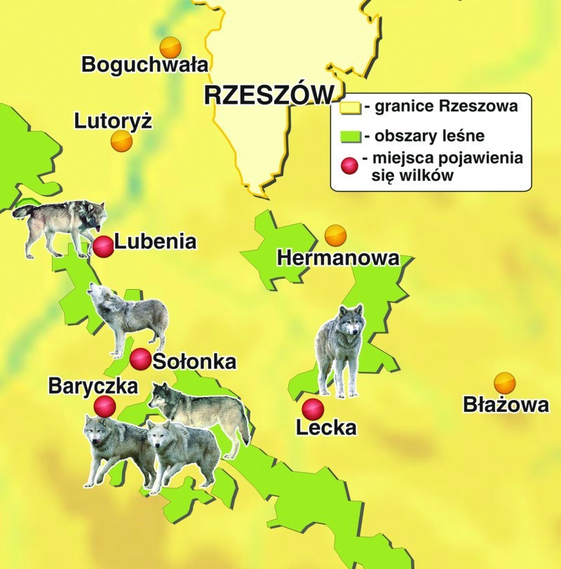 Tu w okolicach Rzeszowa zaobserwowano wilki