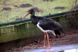 Bocian-podróżnik z Kutna doleciał do parku Serengeti w Tanzanii. Pierwsza para bocianów pojawiła się w Gidlach