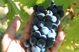 Takie odmiany winorośli dobrze rosną w Polsce. Znoszą silne mrozy i są odporne na choroby grzybowe