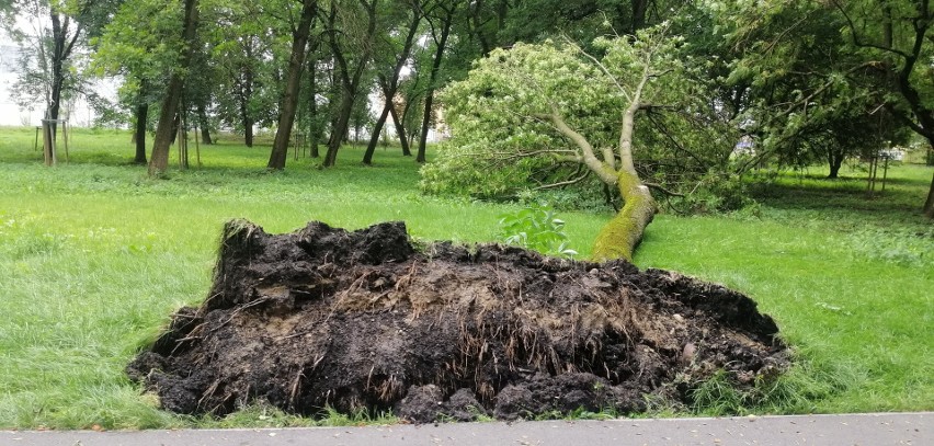Lublin. Po niedzielnej ulewie ucierpiały drzewa w Parku Ludowym. Zobacz zdjęcia