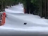 Tatry. Mały niedźwiadek na nartostradzie. TPN zamyka szlak z Kuźnic na Kasprowy Wierch [WIDEO]