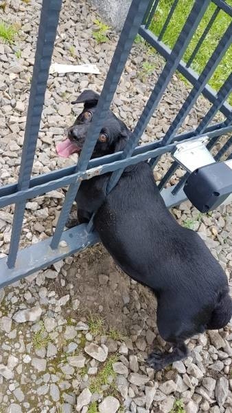 Pies zakleszczony w metalowej bramie. Nieszczęśnika uwolnili strażacy