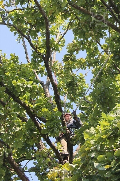 Projekt „Ukwiecone pomniki przyrody”. Dąb przy ul. Jana Pawła II został poddany zabiegom pielęgnacyjnym