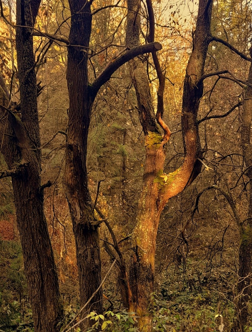 Beskid Sądecki. Jesienna wycieczka do Bacówki nad Wierchomlą. Zobaczcie magiczne zdjęcia 