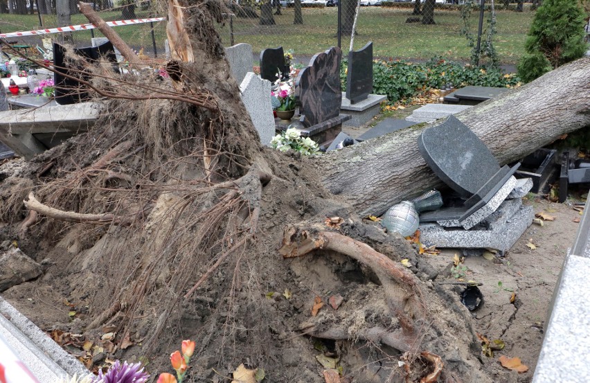 Wyrwane z korzeniami drzewo na cmentarzu farnym w Grudziądzu...