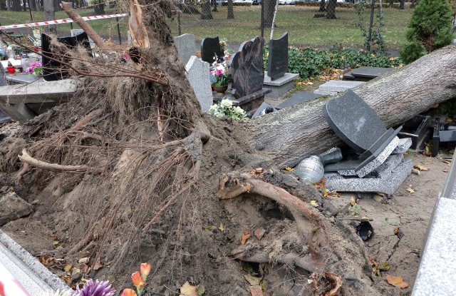 Wyrwane z korzeniami drzewo na cmentarzu farnym w Grudziądzu zniszczyło i uszkodziło około 10 nagrobków