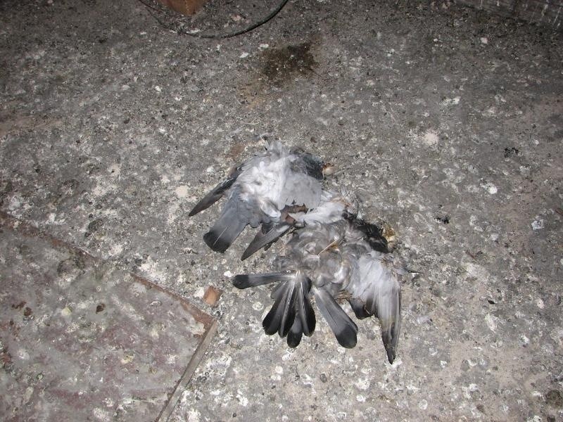 Dziesiątki martwych gołębi na strychu. Zamknęli i zagłodzili ptaki?