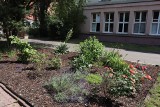 Ogrody społeczne w Łodzi. Mieszkańcy domu pomocy społecznej urządzili "Cichy zakątek". Teraz kwitną tam róże i lawenda