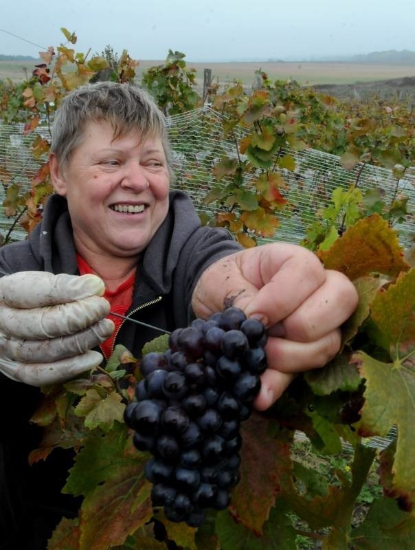 - Ten rok nie był dobry dla winogron. Sporo się zepsuło - mówi Teresa Kozdrowska, która pracuje w winnicy Miłosz w Łazie.