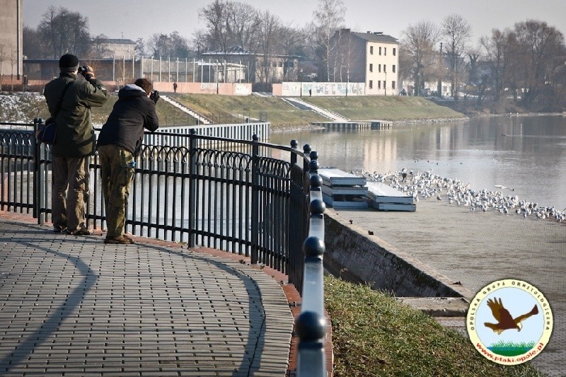 Liczenie ptaków w Opolu