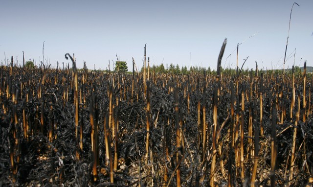 Zboże spłonęło na pniu. Wielkie pożary pól na OpolszczyźnieSpaliły się pszenica i jęczmień, które właśnie miały być koszone.