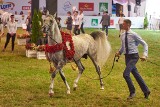 51. aukcja Pride of Poland w Janowie Podlaskim. Sprzedano 10 koni