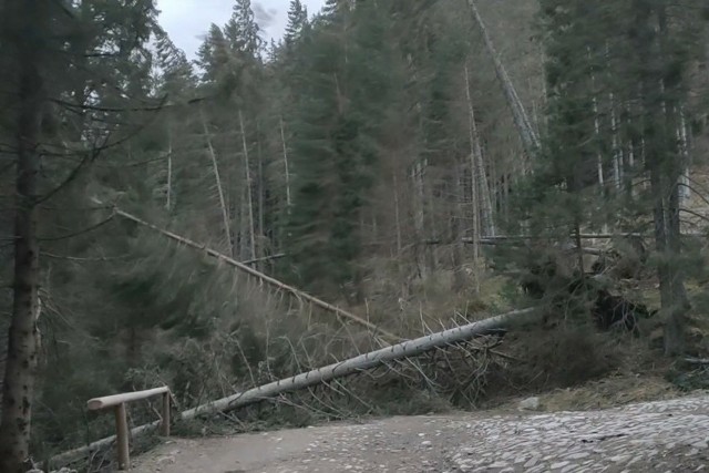 Screen z nagrania drzew walących się na szlak w Dolinie Chochołowskiej 
