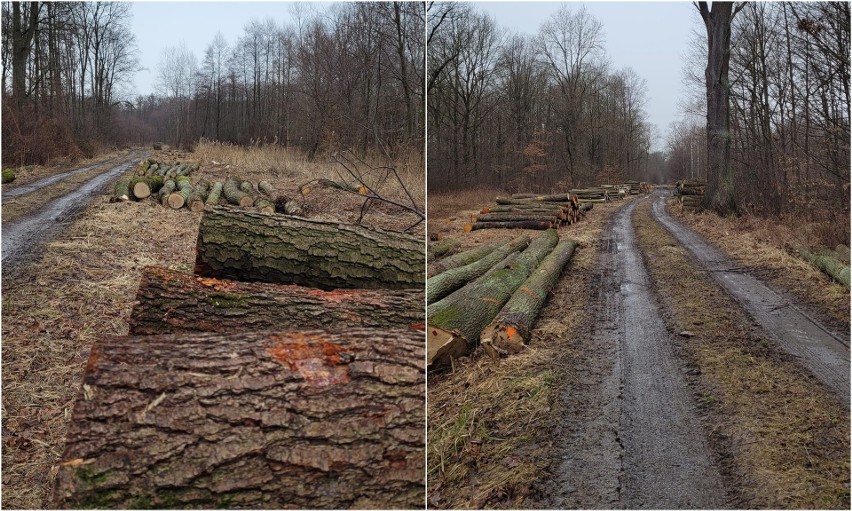 W Szczodrem pod Wrocławiem wycinają las. To ekologiczny projekt ścieżki rowerowej