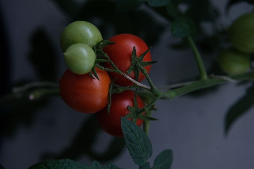 Owoce pomidorów