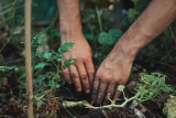 Sprawdź pH gleby w swoim ogrodzie, aby posadzić rośliny we właściwym miejscu. Wykorzystaj do tego próbkę ziemi i czerwoną kapustę
