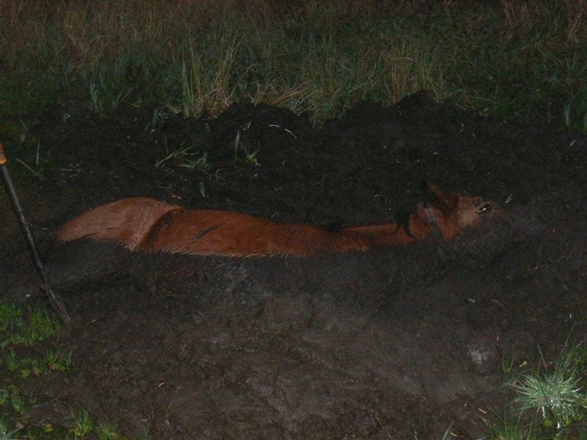 Akcja ratunkowa pod Bobolicami. Koń ugrzązł w bagnie.
