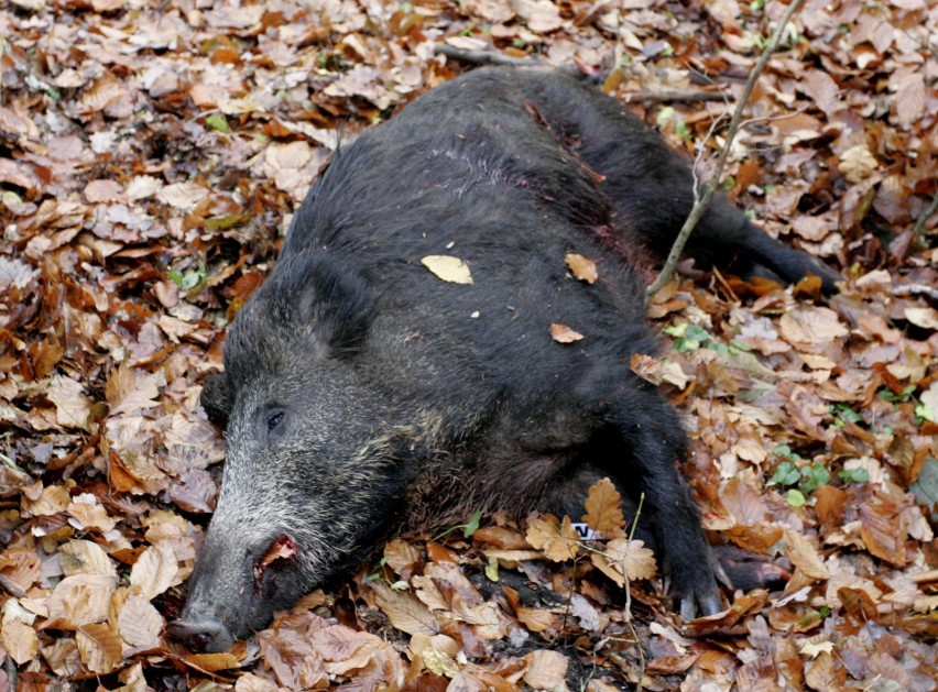 Okazuje się, że myśliwi upolowali o tysiąc osobników mniej...