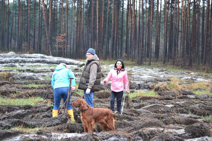 Dąbrowa Górnicza: Las Europejski posadzony już po raz dwunasty [ZDJĘCIA]