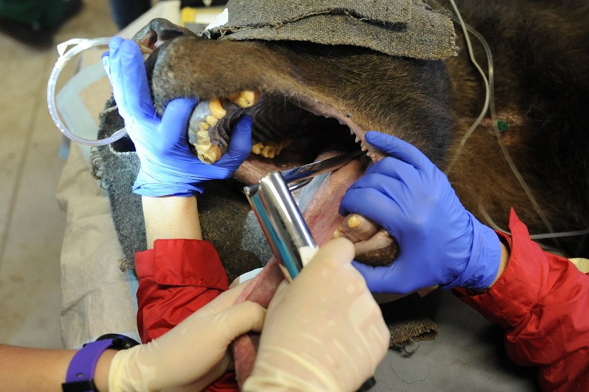Dentysta odwiedził niedźwiedzie w poznańskim zoo