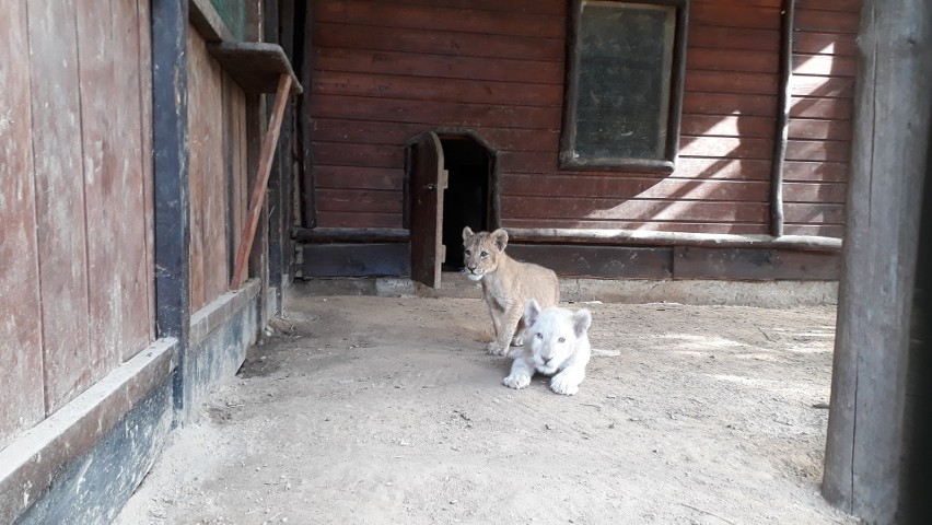 W Wojciechowskim zoo urodziły się dwa lwy. Jeden jest biały