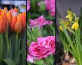 Mnóstwo kwiatów na PTHW w Rzeszowie. Zobacz, co się sprzedaje przed Dniem Kobiet [ZDJĘCIA]