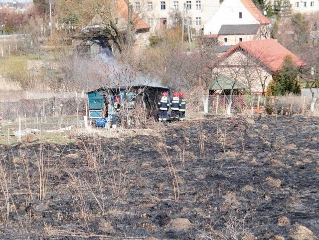 We wtorek ktoś podpalił trawę w ogródkach działkowych w Kętrzynie. Ogień strawił też drewnianą altankę.